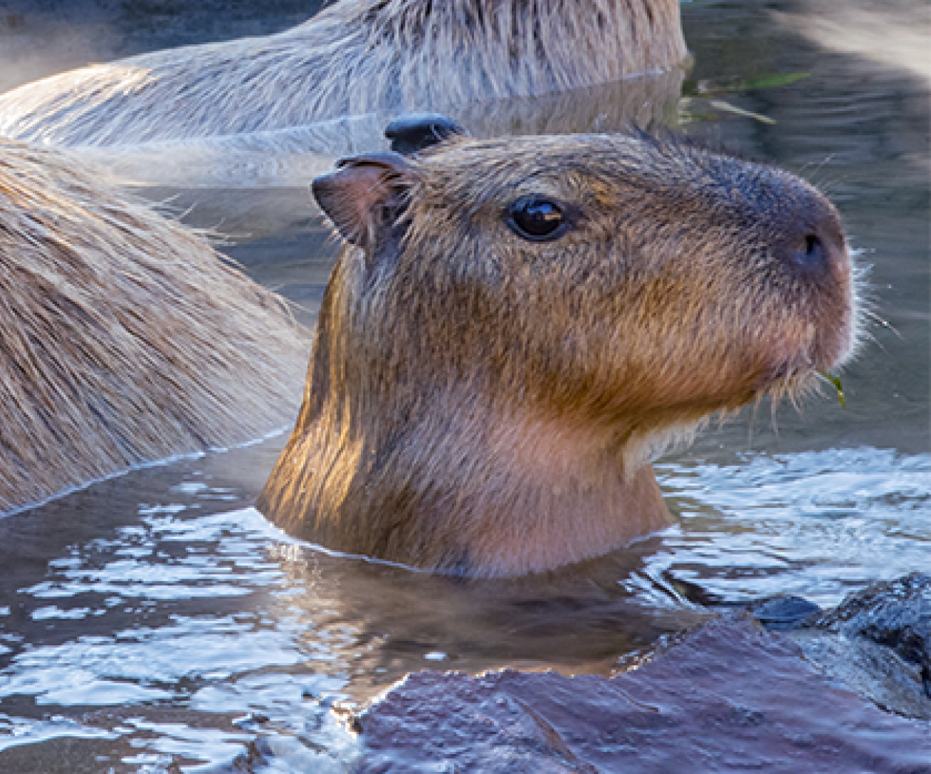 Quelle Taille Fait Un Capybara D couvrez Et Observez les Parrot World quelle-taille-fait-un-capybara-d-couvrez-et-observez-les-parrot-world